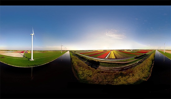 郁金香王国VR(1)