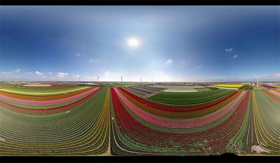 郁金香王国VR(2)