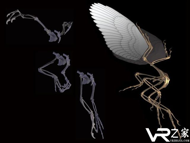 鸟是从恐龙进化来的？美科学家用VR技术来揭秘2.jpg
