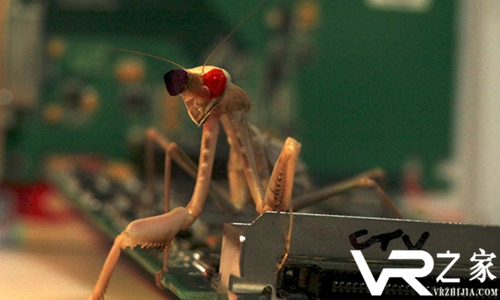 英国科学家通过微型3D眼镜发现螳螂身上的立体视觉.png