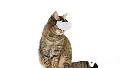 全球首款Cat VR发布让猫咪宅在家里娱乐.jpg