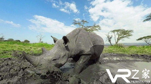 VR纪录片正在唤醒人类日渐麻木的动物保护意识
