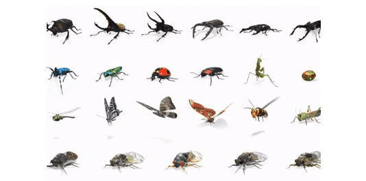 谷歌搜索AR动物：新增23种昆虫
